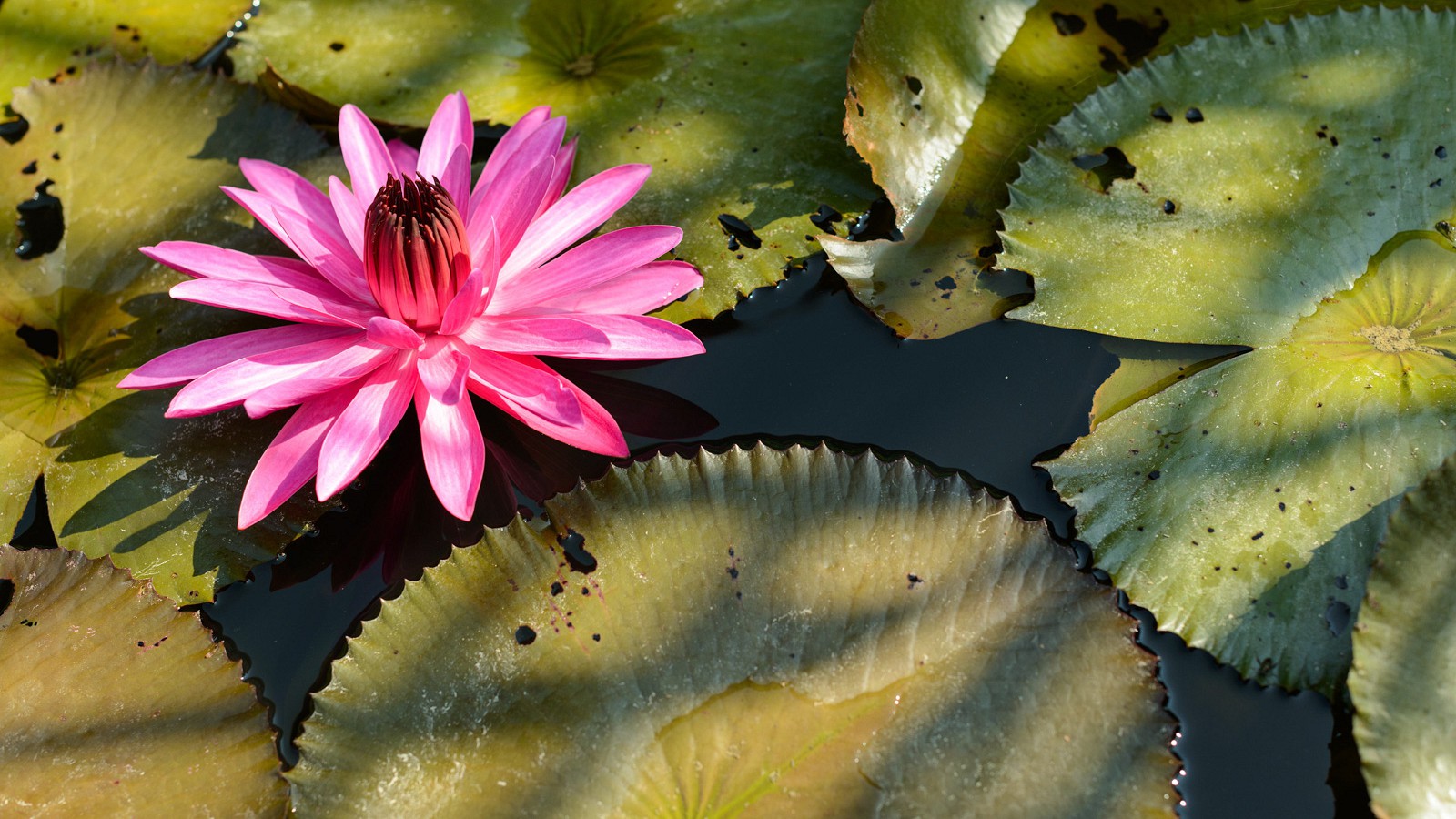 Khaolak Bhandari Resort & Spa