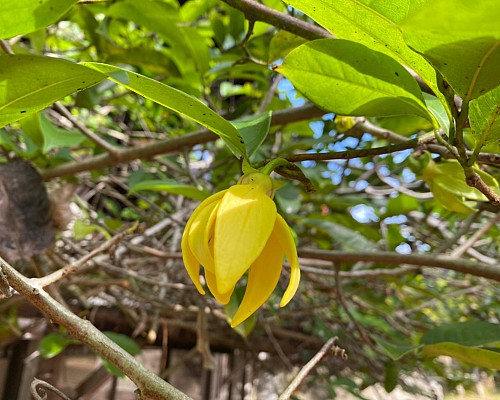 Bhandari Garden