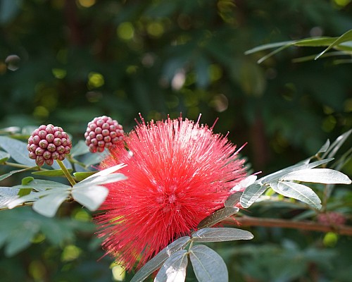 Bhandari Garden